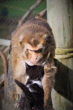 Load image into Gallery viewer, Support Sanctuary Monkeys