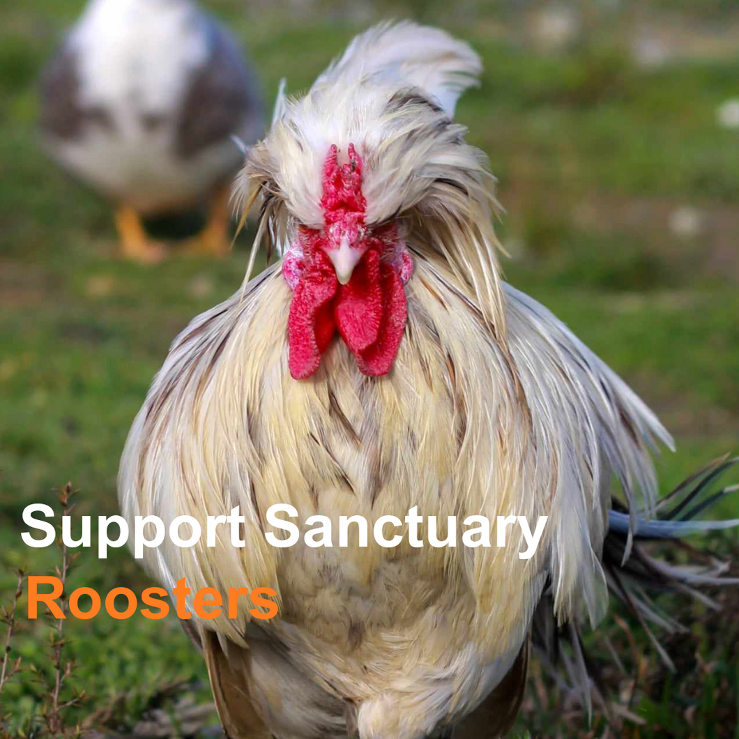 Support Sanctuary Roosters