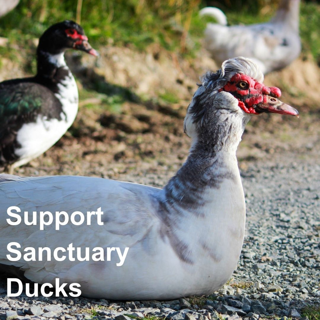 Support Sanctuary Ducks