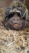 Load image into Gallery viewer, Wishlit- Hay Bale