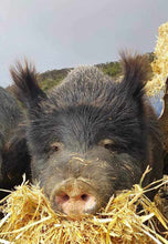 Load image into Gallery viewer, Wishlit- Hay Bale