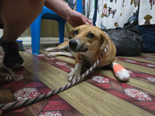 Load image into Gallery viewer, Solomon Island Desexing & Welfare Drive