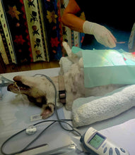 Load image into Gallery viewer, Solomon Island Desexing & Welfare Drive