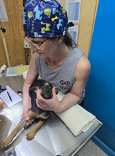 Load image into Gallery viewer, Solomon Island Desexing & Welfare Drive