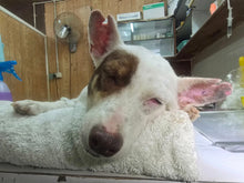 Load image into Gallery viewer, Solomon Island Desexing & Welfare Drive