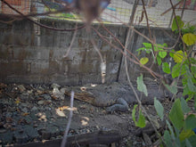 Load image into Gallery viewer, Solomon Island Crocodile Sanctuary