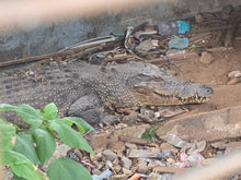Load image into Gallery viewer, Solomon Island Crocodile Sanctuary