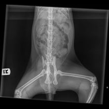 Load image into Gallery viewer, HUHA - Emergency Surgery Fund