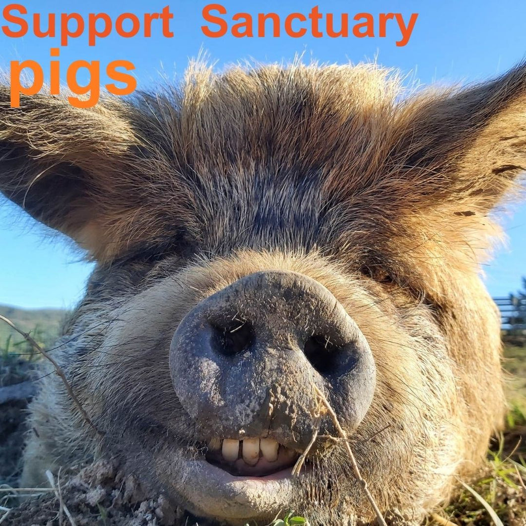 Support Sanctuary Pigs