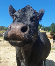 Load image into Gallery viewer, Support Sanctuary Cows
