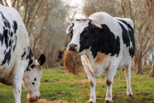 Load image into Gallery viewer, Support Sanctuary Cows