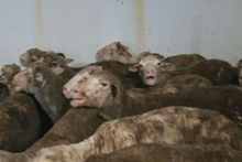 Load image into Gallery viewer, Pre-order: Protect the Ban Activist Tee