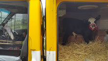 Load image into Gallery viewer, Support Sanctuary Cows