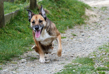 Load image into Gallery viewer, Support Sanctuary Dogs