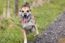 Load image into Gallery viewer, Support Sanctuary Dogs