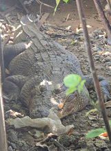 Load image into Gallery viewer, Save the Kokonut Cafe Crocs Tee