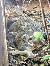 Load image into Gallery viewer, Solomon Island Crocodile Sanctuary