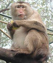 Load image into Gallery viewer, Support Sanctuary Monkeys