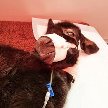Load image into Gallery viewer, Support Franklin & Friends