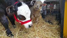 Load image into Gallery viewer, Support Sanctuary Cows