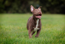 Load image into Gallery viewer, Support Sanctuary Dogs