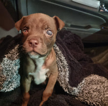 Load image into Gallery viewer, Support Sanctuary Dogs