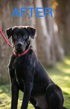 Load image into Gallery viewer, Whoop Itch'n'Ouch - Keep Calm Lotion