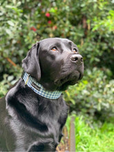 Load image into Gallery viewer, Large Breed- Handmade Dog Collars by Kiwihound