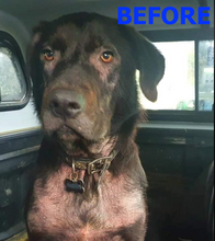 Load image into Gallery viewer, Whoop Itch'n'Ouch - Restore shampoo