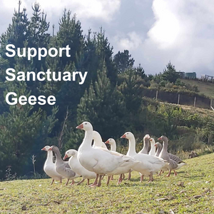 Support Jeffery & Sanctuary Geese
