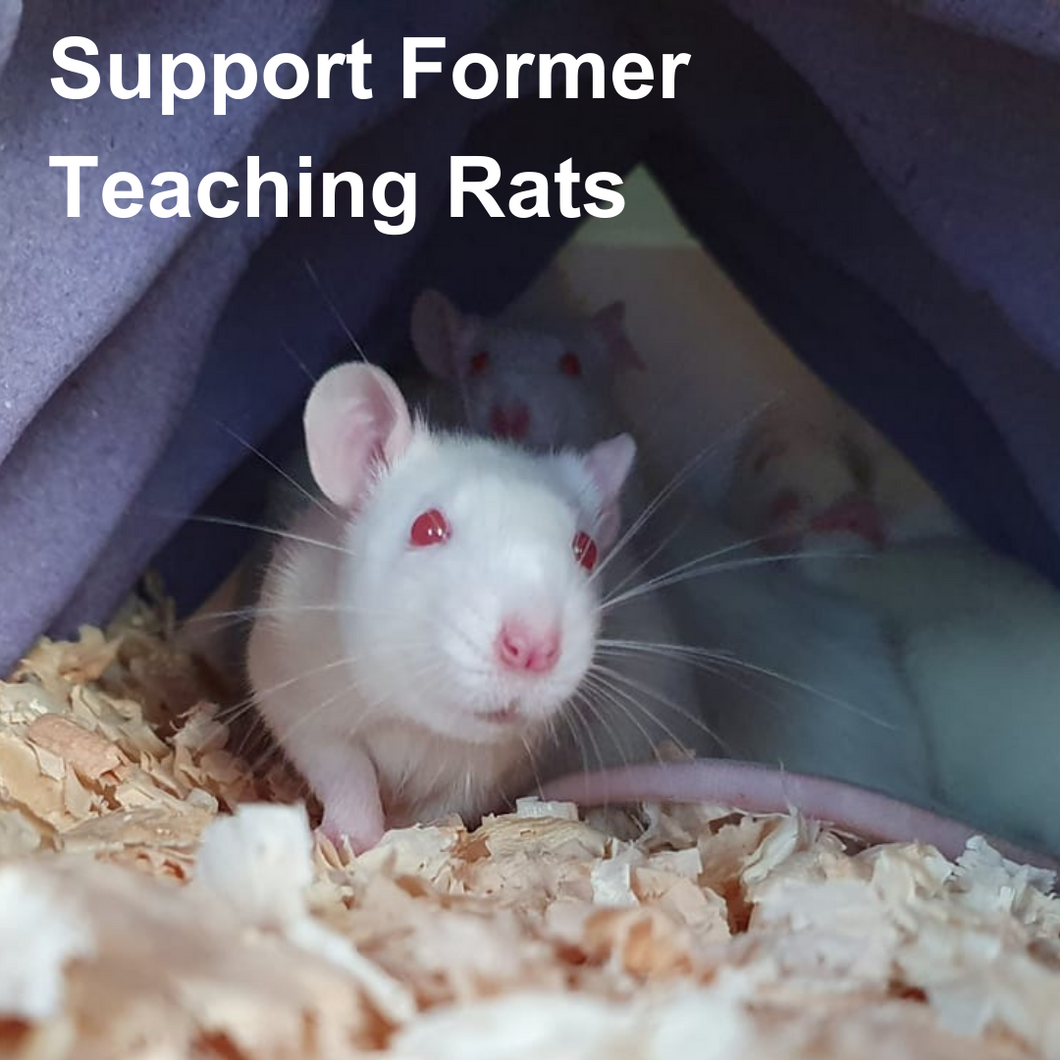 Support Former Teaching Rats