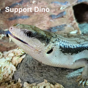 Support Dino