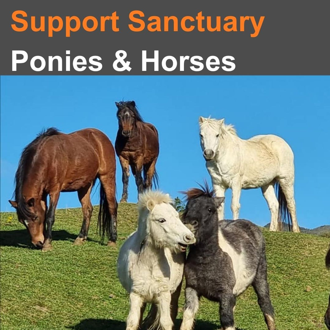 Support Sanctuary Ponies & Horses