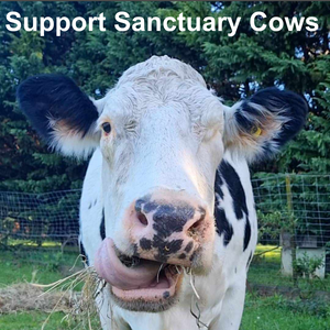 Support Sanctuary Cows
