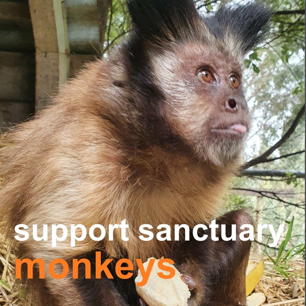 Support Sanctuary Monkeys