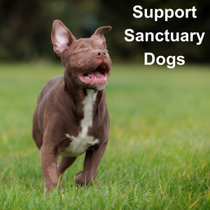 Support Sanctuary Dogs
