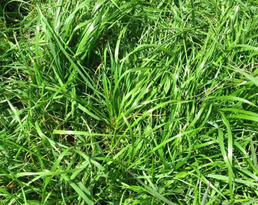 Wish List: Pasture Mix Seed Blends