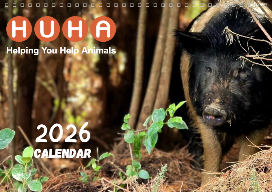 Pre-order 2026 HUHA Calendar