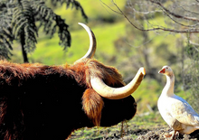 Load image into Gallery viewer, 2026 HUHA Calendar
