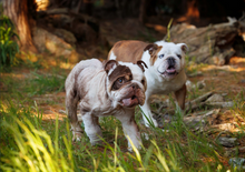 Load image into Gallery viewer, 2026 HUHA Calendar
