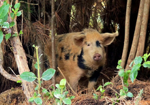 Load image into Gallery viewer, 2026 HUHA Calendar
