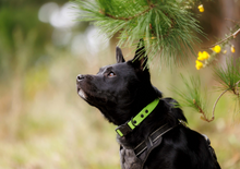 Load image into Gallery viewer, 2026 HUHA Calendar
