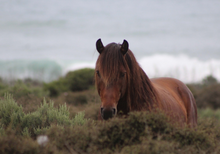 Load image into Gallery viewer, 2026 HUHA Calendar
