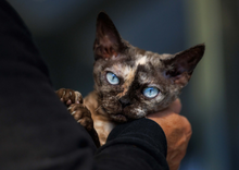 Load image into Gallery viewer, 2026 HUHA Calendar
