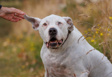 Load image into Gallery viewer, 2026 HUHA Calendar
