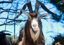 Load image into Gallery viewer, 2026 HUHA Calendar
