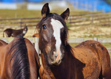 Load image into Gallery viewer, 2026 HUHA Calendar
