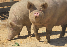 Load image into Gallery viewer, 2026 HUHA Calendar
