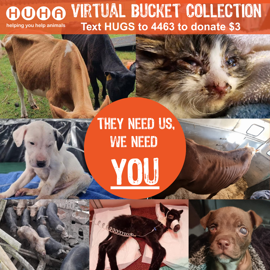 VIRTUAL Bucket Collection