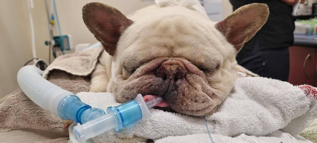 HUHA - Emergency Surgery Fund